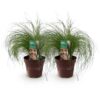 Siergrassen - Stipa tenuifolia Pony Tails - Groen - 2 Planten - Bladhoudend - Weinig Onderhoud