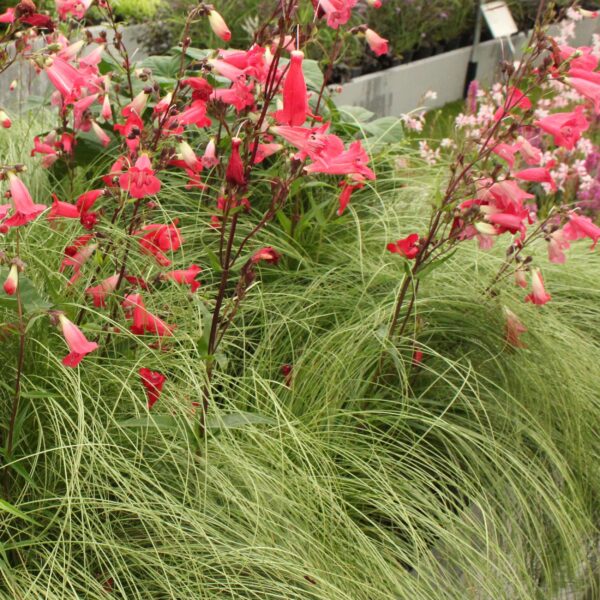 thumbnail_6000-747.jpg Siergrassen - Carex comans Frosted Curls - Groen - 2 Planten - Bladhoudend - Weinig Onderhoud