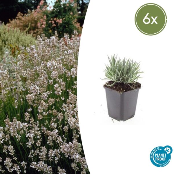 thumbnail_6000-79.jpg Lavandula intermedia 'Edelweiss' | 6 stuks