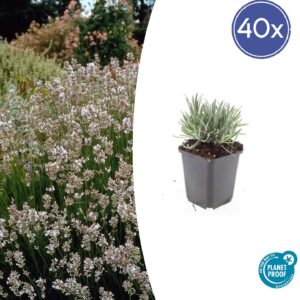 Lavandula intermedia 'Edelweiss' | 40 stuks