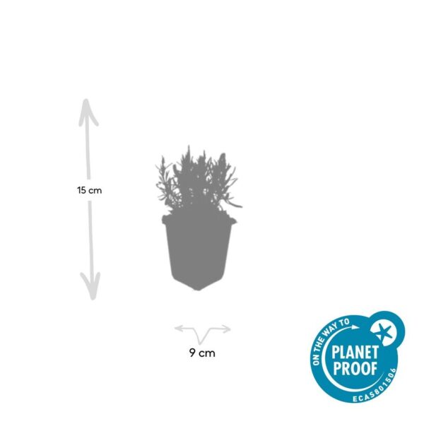 Lavandula angustifolia 'Munstead' | 20 stuks