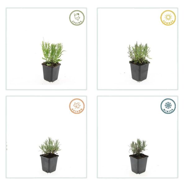 Lavandula angustifolia 'Munstead' | 20 stuks