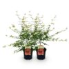Terrasplant - Japanse Esdoorn - Acer palmatum Pink Dwarf - Roze - 2 Planten - Bladverliezend