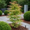 Japanse Esdoorn - Acer palmatum Phoenix - Roze - 2 Planten - Bladverliezend