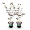 Japanse Esdoorn - Acer palmatum Trompenburg -Donker Paars - 2 Planten - Bladverliezend