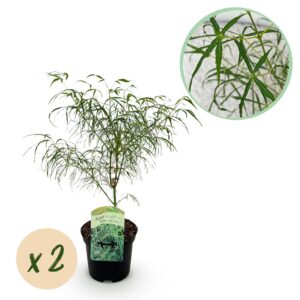 Japanse Esdoorn - Acer palmatum Koto-no-ito - Groen - 2 Planten - Bladverliezend