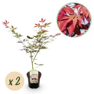 Japanse Esdoorn - Acer palmatum Sumi-nagashi - Rood - 2 Planten - Bladverliezend