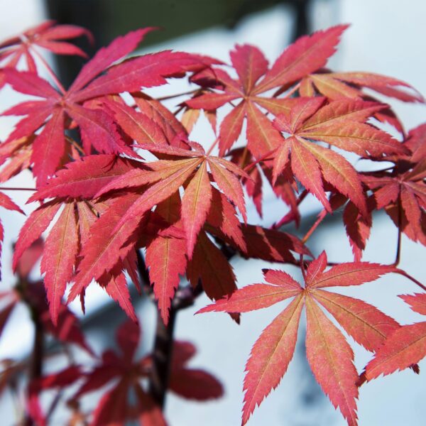 thumbnail_6000-131.jpg Terrasplant - Japanse Esdoorn - Acer palmatum Sumi-nagashi - Rood - 2 Planten - Bladverliezend