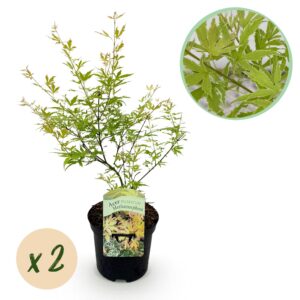 Japanse Esdoorn - Acer palmatum Methamorphosa - Groen - 2 Planten - Bladverliezend