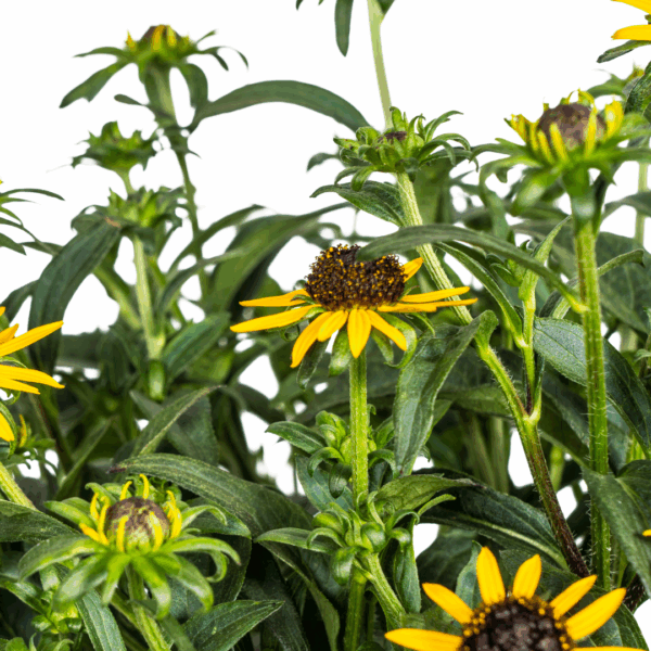 thumbnail_6000-14.png Rudbeckia Fulgida Little-Goldstar