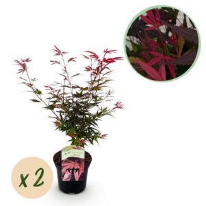 Japanse Esdoorn - Acer palmatum Shaina - Rood - 2 Planten - Bladverliezend