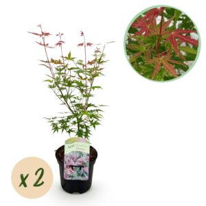 Japanse Esdoorn - Acer palmatum Phoenix - Roze - 2 Planten - Bladverliezend
