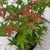 Japanse Esdoorn - Acer palmatum Phoenix - Roze - 2 Planten - Bladverliezend