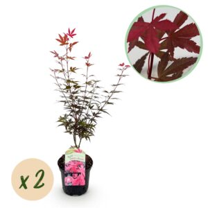 Japanse Esdoorn - Acer palmatum Skeetsers Broom - Paars - 2 Planten - Bladverliezend