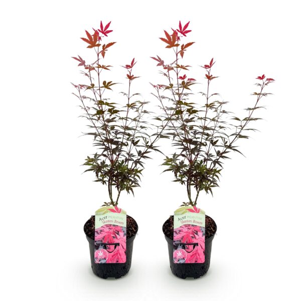 thumbnail_6000-169.jpg Japanse Esdoorn - Acer palmatum Skeetsers Broom - Paars - 2 Planten - Bladverliezend