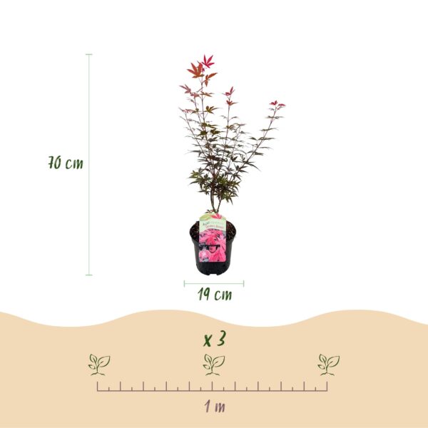 thumbnail_6000-171.jpg Japanse Esdoorn - Acer palmatum Skeetsers Broom - Paars - 2 Planten - Bladverliezend