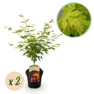 Japanse Esdoorn - Acer palmatum Orange Dream - Oranje - 2 Planten - Bladverliezend