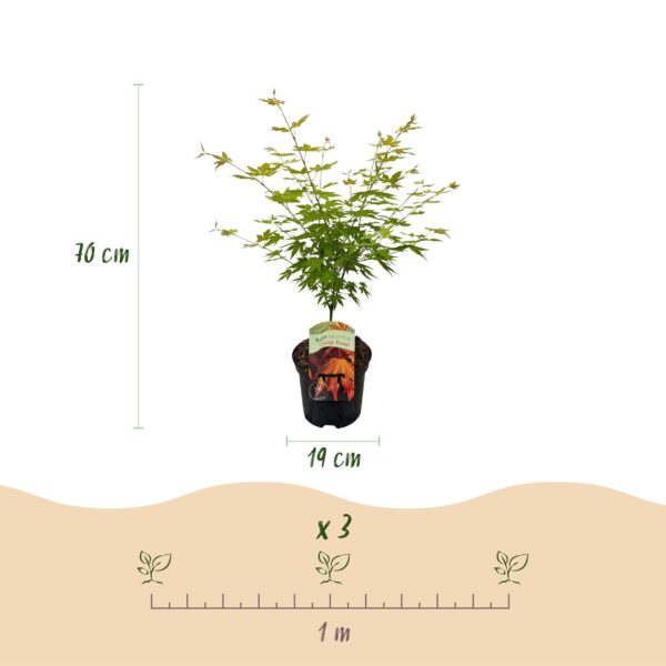 thumbnail_6000-181.jpg Japanse Esdoorn - Acer palmatum Orange Dream - Oranje - 2 Planten - Bladverliezend - Terrasplant