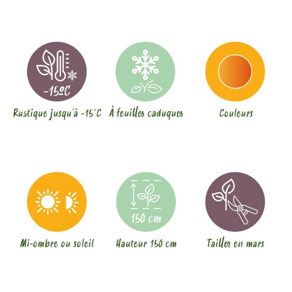 thumbnail_6000-184.jpg Japanse Esdoorn - Acer palmatum Orange Dream - Oranje - 2 Planten - Bladverliezend - Terrasplant