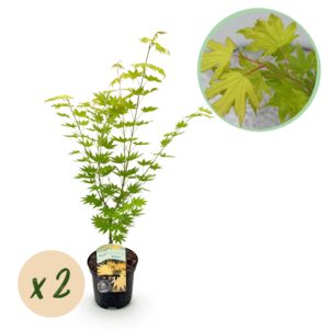 Japanse Esdoorn - Acer palmatum Jordan - Geel - 2 Planten - Bladverliezend