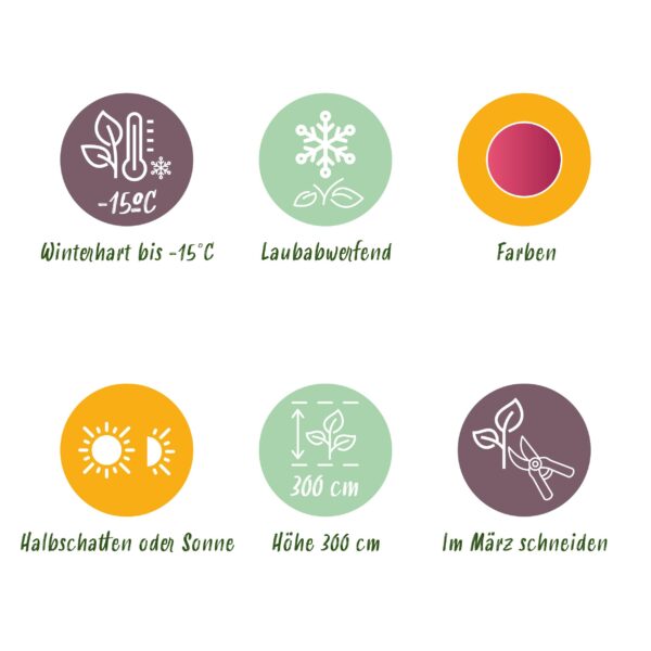 Japanse Esdoorn - Acer palmatum Iyoshi - Roze - 2 Planten - Bladverliezend