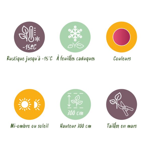 Japanse Esdoorn - Acer palmatum Iyoshi - Roze - 2 Planten - Bladverliezend