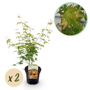 Japanse Esdoorn - Acer palmatum Katsura - Oranje - 2 Planten - Bladverliezend