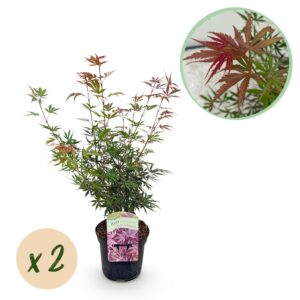 Japanse Esdoorn - Acer palmatum Jerre Swarts - Donker Rood - 2 Planten - Bladverliezend -  Pot 19cm Hoogte 70cm - Terrasplant