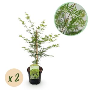 Japanse Esdoorn - Acer palmatum Emerald Lace - Groen - 2 Planten - Bladverliezend