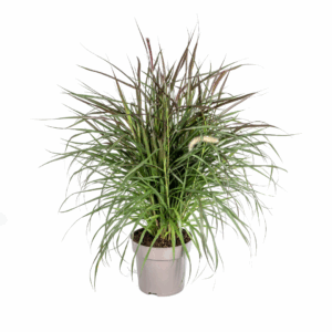 thumbnail_6000-24.png Pennisetum x Advena Chelsea