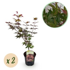 Japanse Esdoorn - Acer palmatum Atropurpureum - Paars - 2 Planten - Bladverliezend