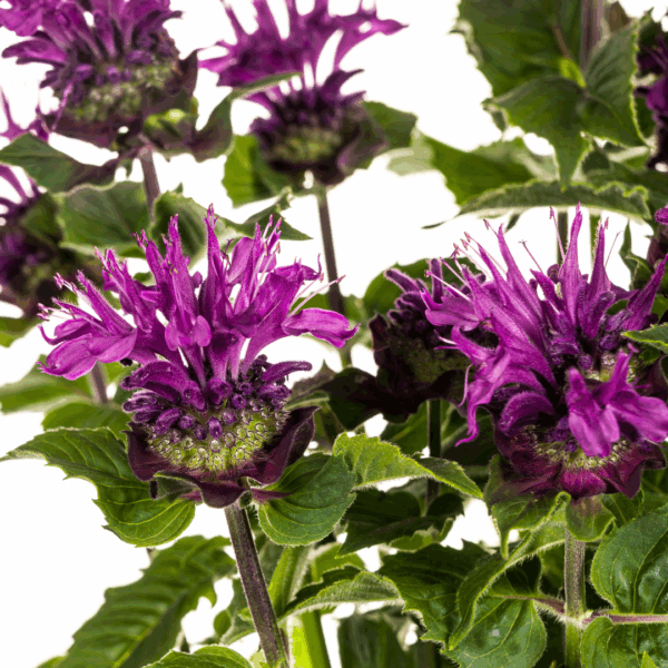 Monarda Didyma - Paarse bloemen