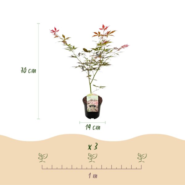 thumbnail_6000-291.jpg Terrasplant - Japanse Esdoorn - Acer palmatum Sumi-nagashi - Rood - 1 Plant - Bladverliezend
