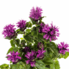 Monarda Didyma - Paarse bloemen