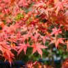 Terrasplant - Japanse Esdoorn - Acer palmatum Shaina - Rood - 1 Plant - Bladverliezend