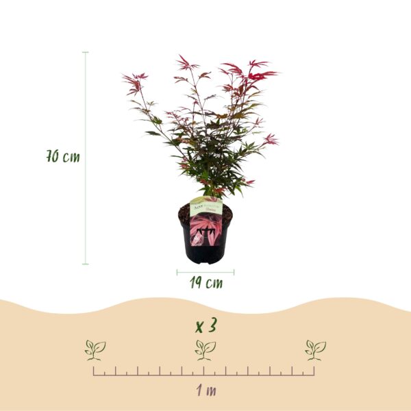 Terrasplant - Japanse Esdoorn - Acer palmatum Shaina - Rood - 1 Plant - Bladverliezend