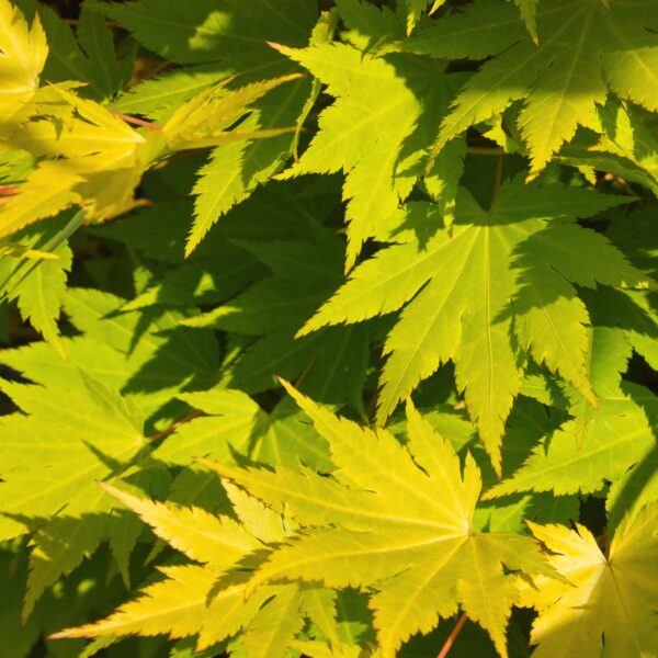Terrasplant - Japanse Esdoorn - Acer palmatum Jordan - Geel - 1 Plant - Bladverliezend