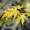 Terrasplant - Japanse Esdoorn - Acer palmatum Orange Dream - Oranje - 1 Plant - Bladverliezend