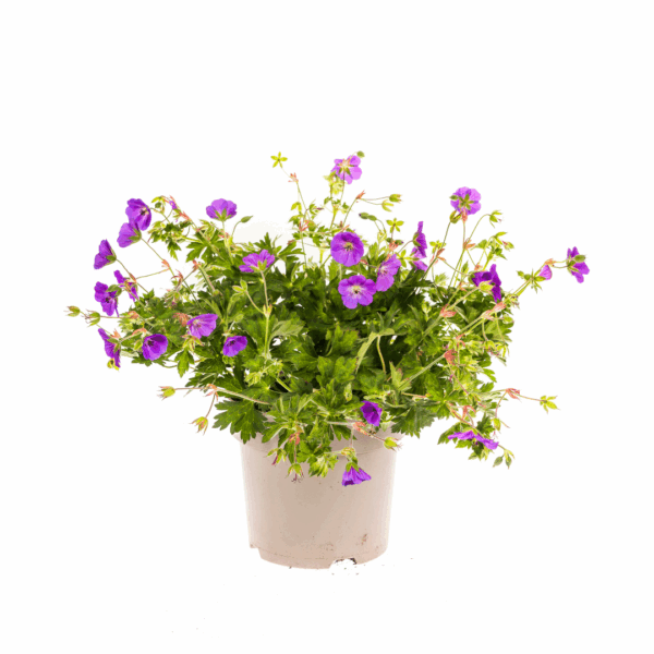 Geranium Rozanne - paarse bloemen