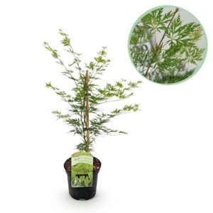 Terrasplant - Japanse Esdoorn - Acer palmatum Emerald Lace - Groen - 1 Plant - Bladverliezend