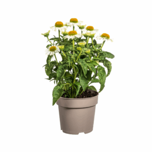 thumbnail_6000-47.png Echinacea Purpurea - witte bloemen