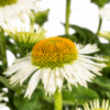 Echinacea Purpurea - witte bloemen