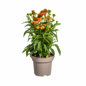 thumbnail_6000-51.png Echinacea Purpurea - oranje bloemen