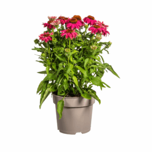 thumbnail_6000-55.png Echinacea Purpurea - roze bloemen