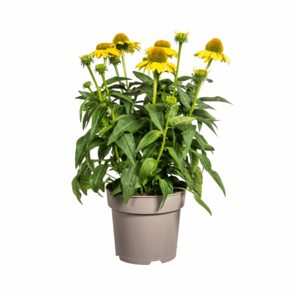 thumbnail_6000-59.png Echinacea Purpurea - gele bloemen