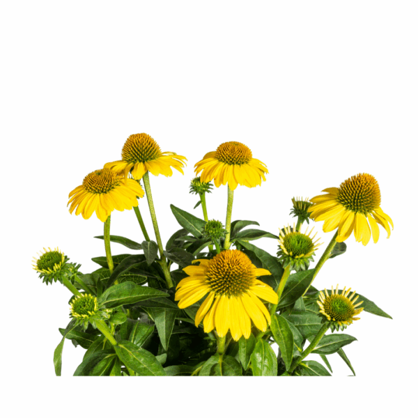 thumbnail_6000-60.png Echinacea Purpurea - gele bloemen