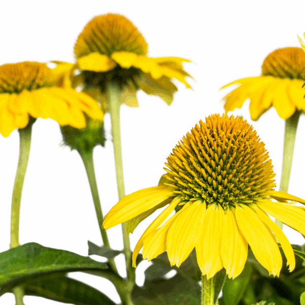 thumbnail_6000-61.png Echinacea Purpurea - gele bloemen