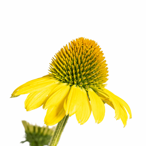 thumbnail_6000-62.png Echinacea Purpurea - gele bloemen