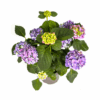 Hortensia - Hydrangea Macrophylla - blauwe bloemen