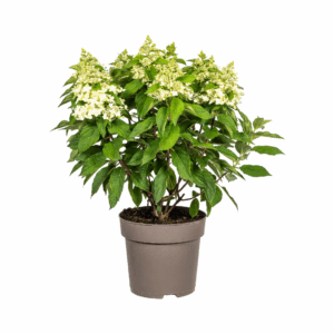 thumbnail_6000-75.png Hortensia - Hydrangea Paniculata - witte bloemen
